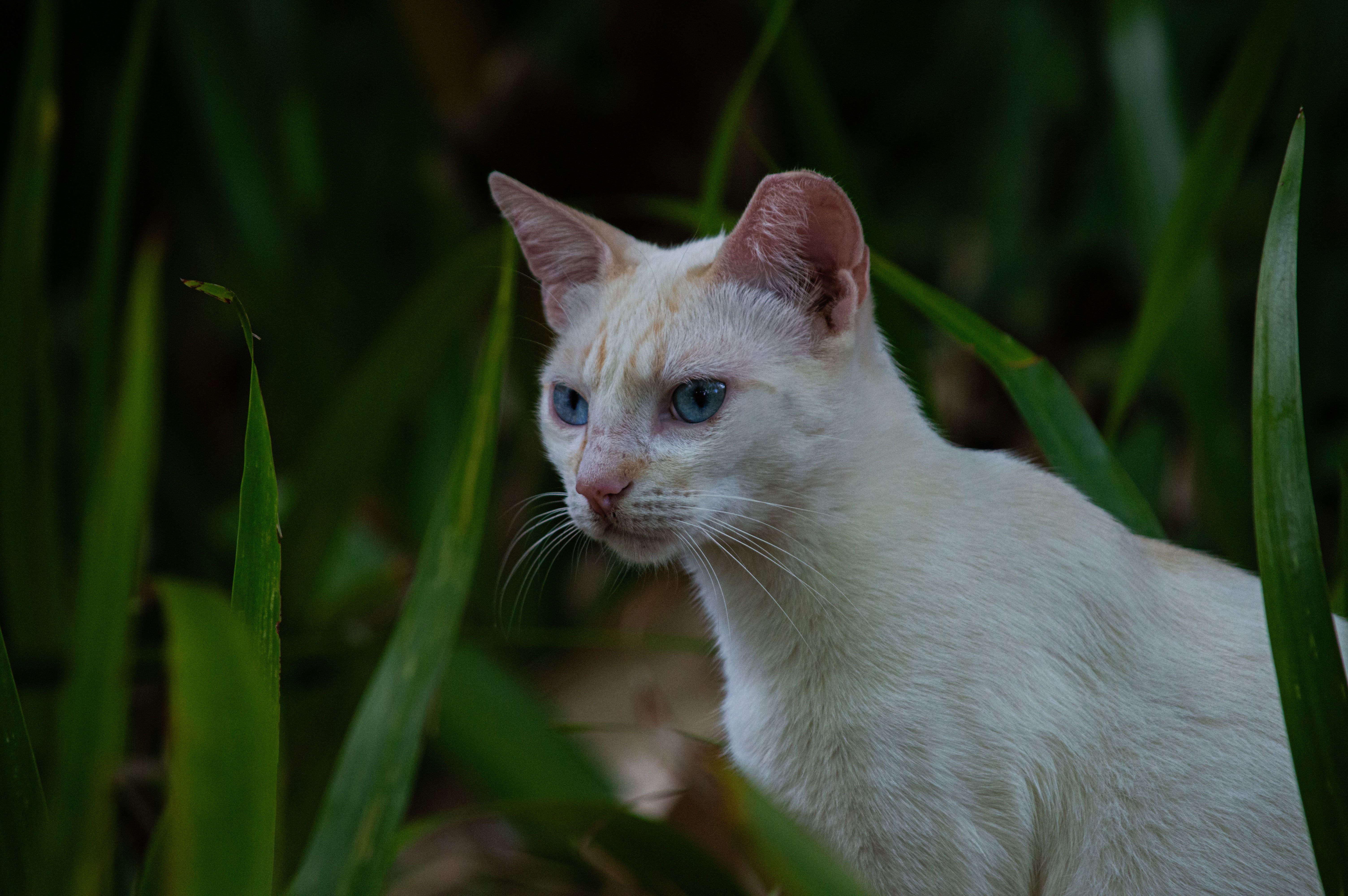 Veterinary care for a cat