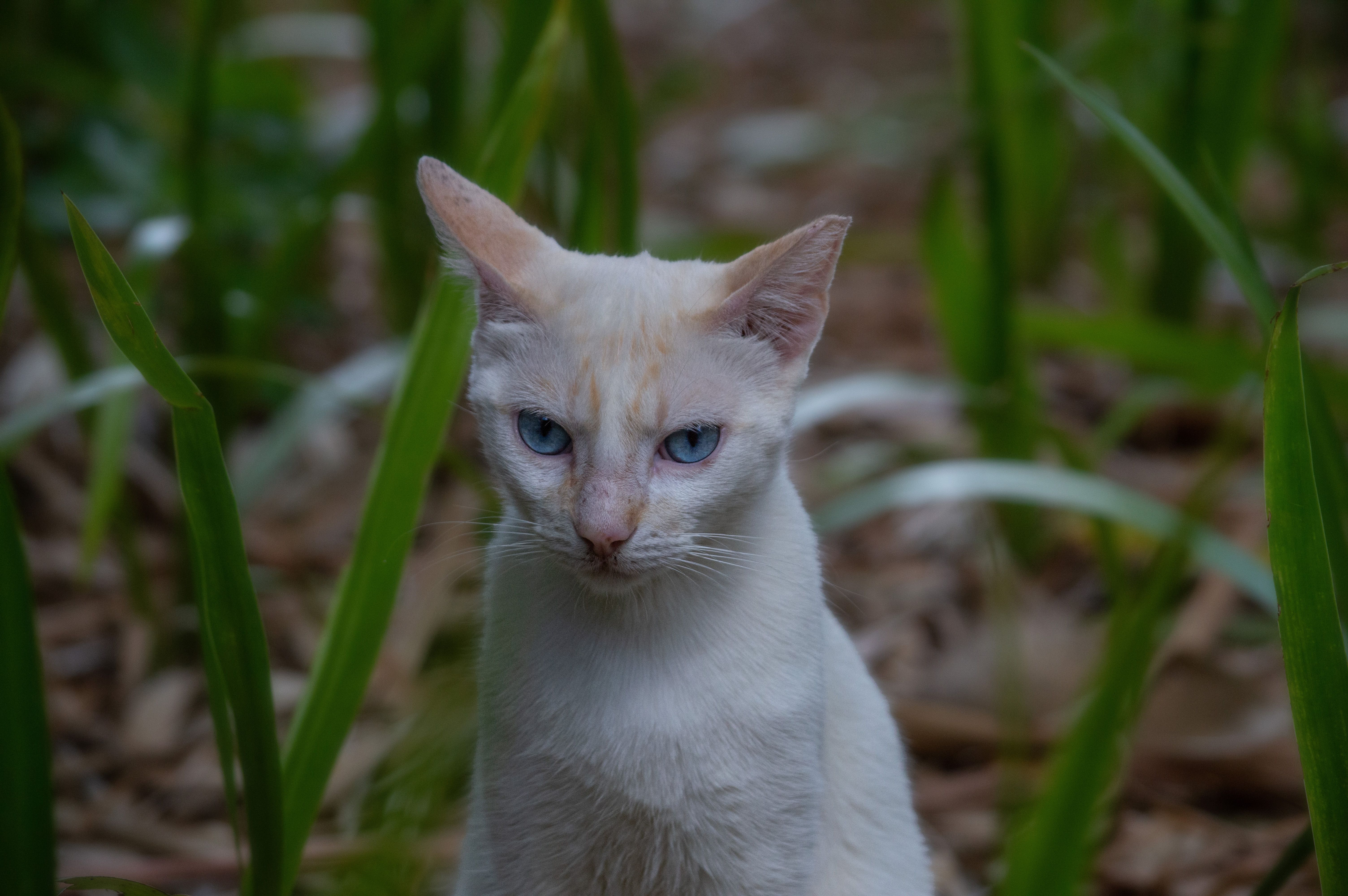 Portrait of a cat at a veterinary clinic