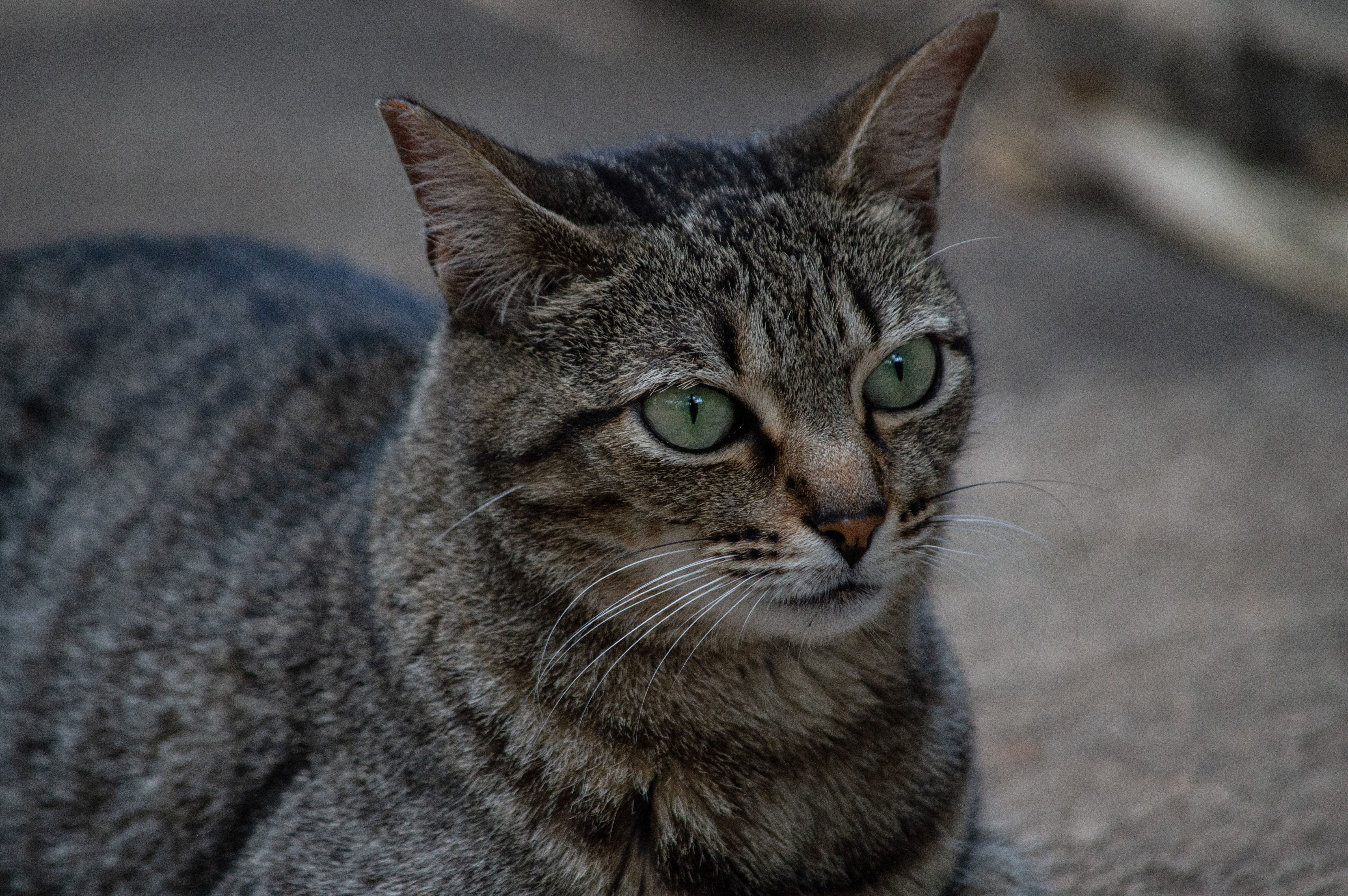 Portrait Rapproché D'Un Chat Tigré à Minas Gerais · Photo gratuite