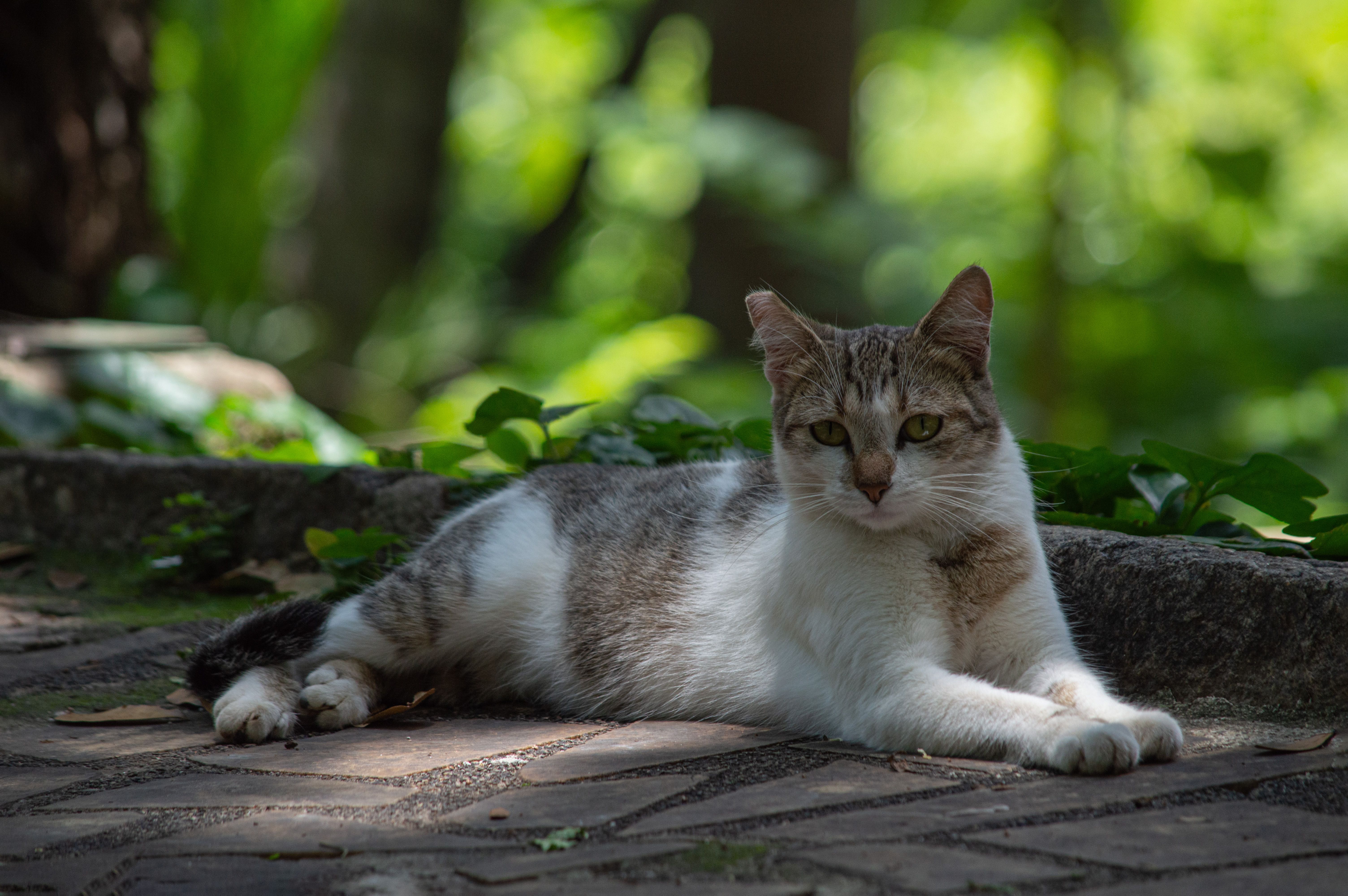 Relaxed Cat Lounging in a Sunny Garden · Free Stock Photo