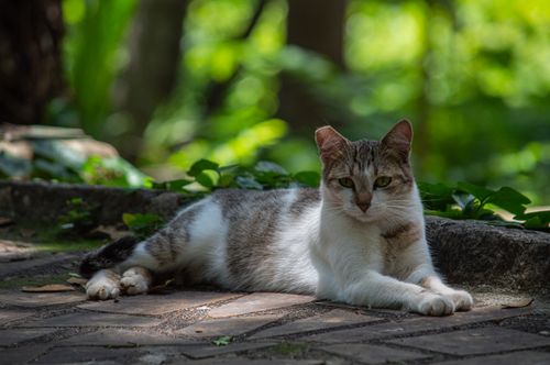Free A serene cat resting in a lush green outdoor setting, captured in Minas Gerais, Brazil. Stock Photo