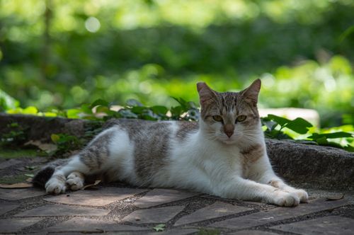 Free A domestic cat comfortably lying on a garden pathway surrounded by greenery. Stock Photo
