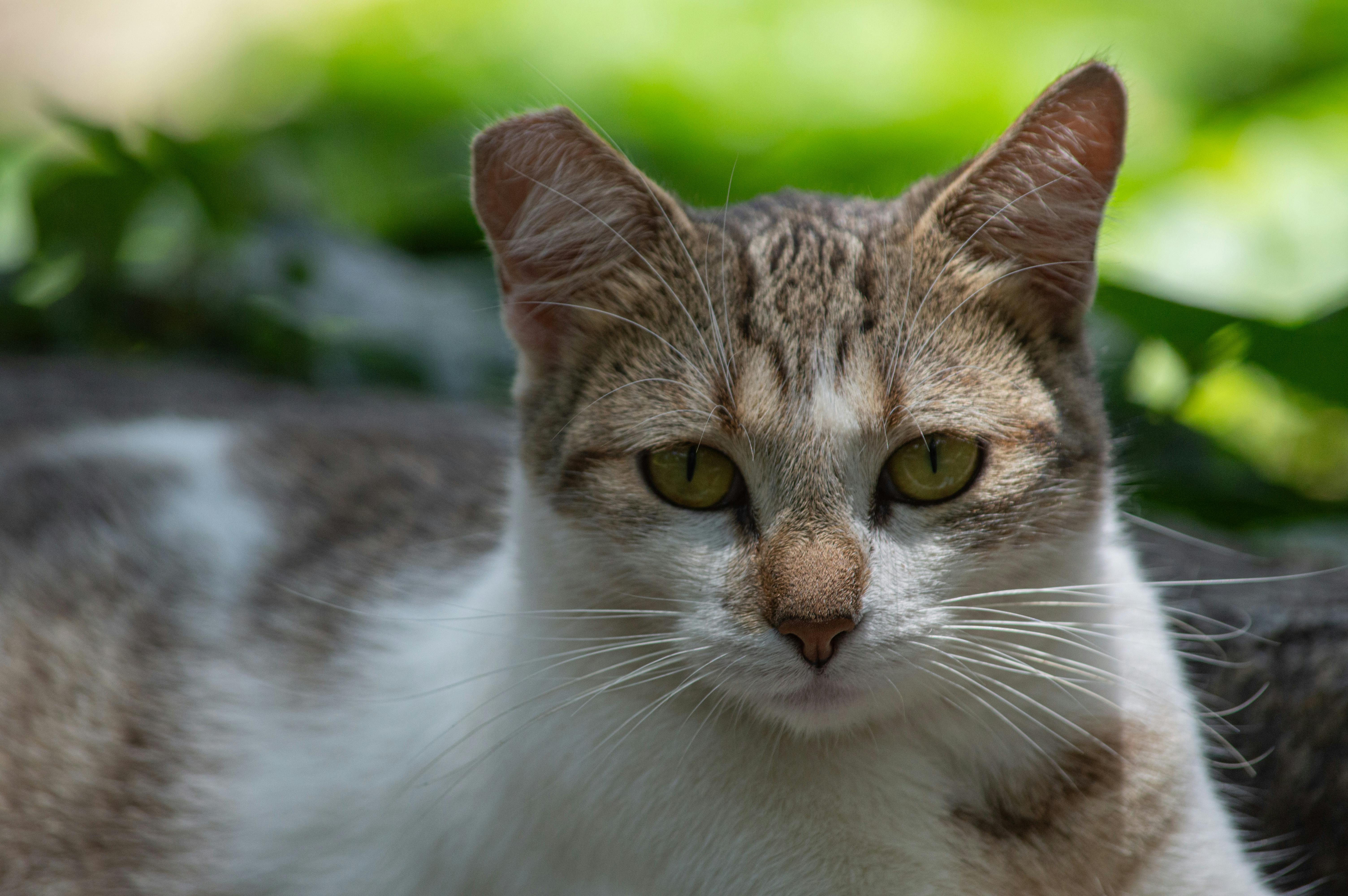 Conexiones Auténticas: Estrategias para Mejorar Relaciones Interpersonales