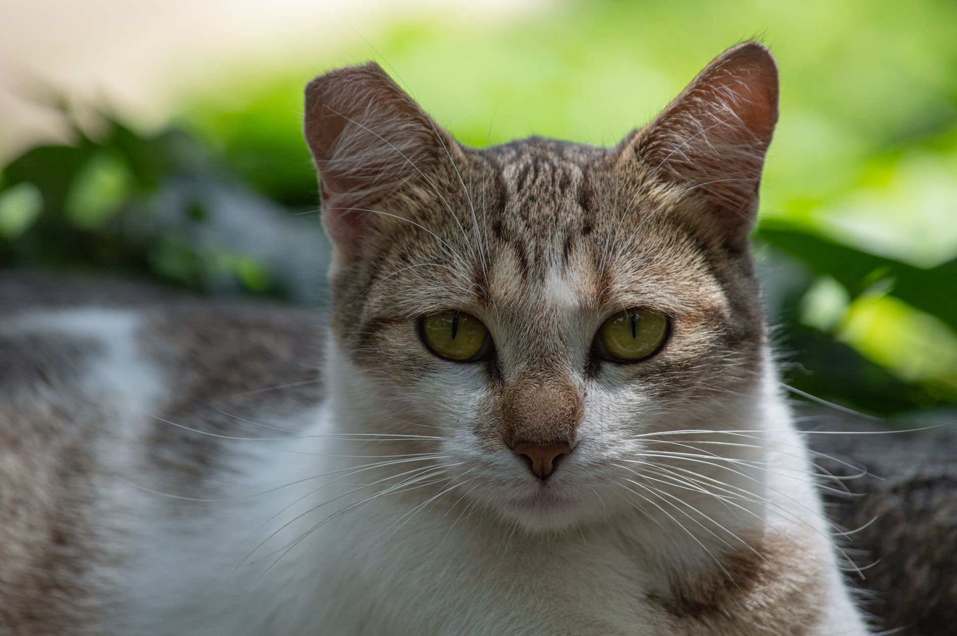 Veterinary care for a cat