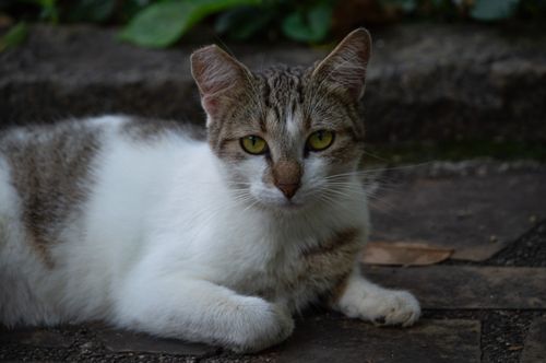 Free Serene tabby cat resting on a stone path surrounded by greenery in Minas Gerais, Brazil. Stock Photo