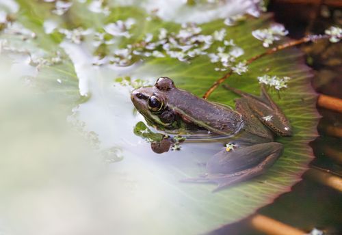 Free A detailed close-up of a frog sitting on a lily pad in a tranquil pond. Stock Photo