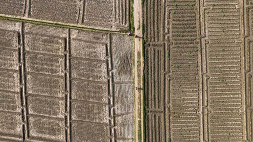 Free Aerial shot of harvested fields with visible walking paths and farmers working. Stock Photo
