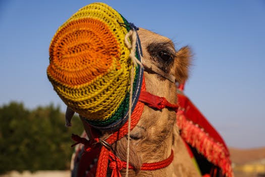 Free stock photo of camel, desert adventure, desert animals