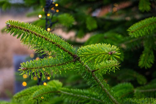 How Often You Should Water Christmas Trees To Keep Them Fresh Longer