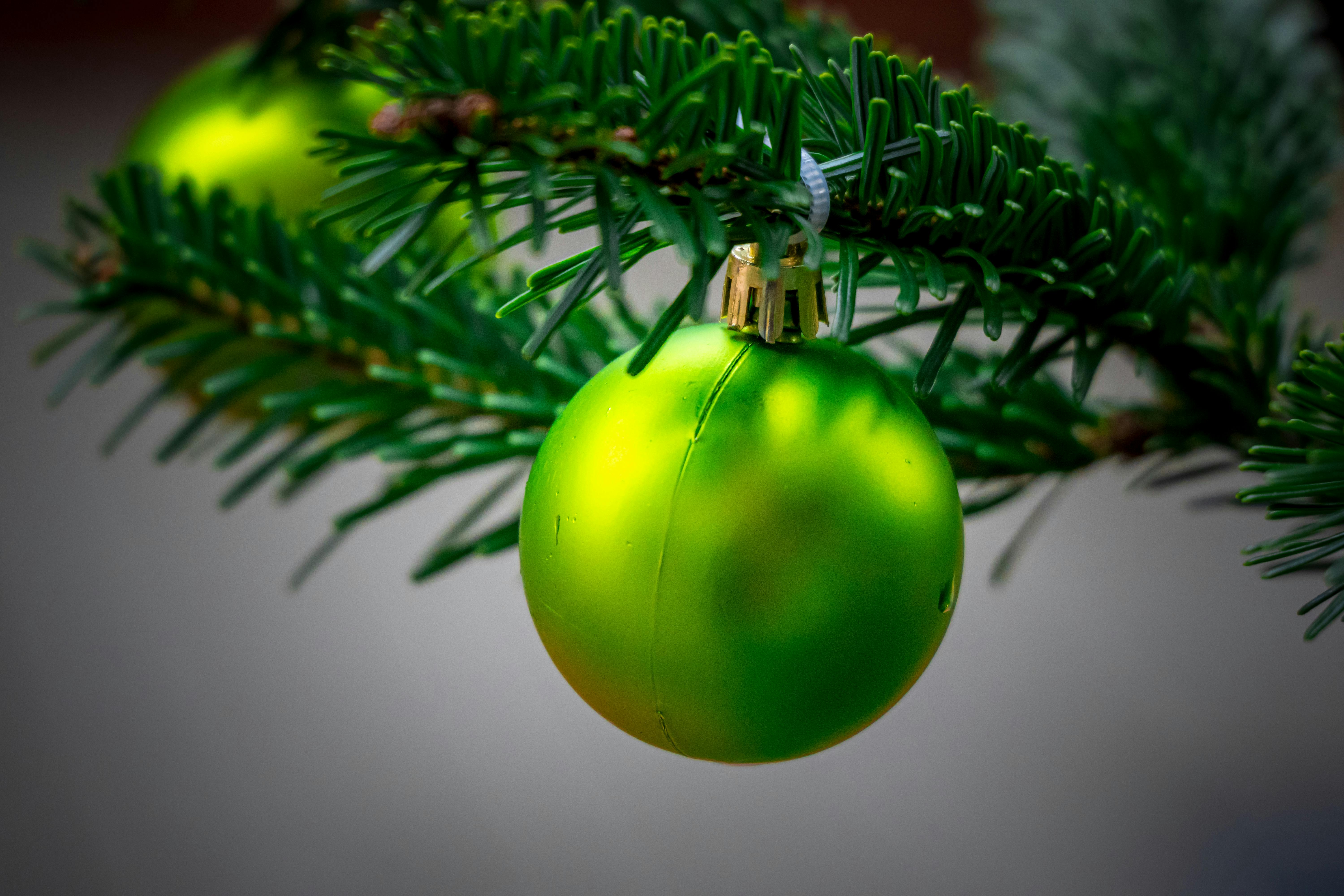 Қарағай кескенге қомақты айыппұл: «Ертіс орманында» рейд күшейді