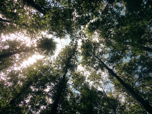 Free Serene view of sunlight filtering through a forest canopy in Vrsar, Croatia. Stock Photo
