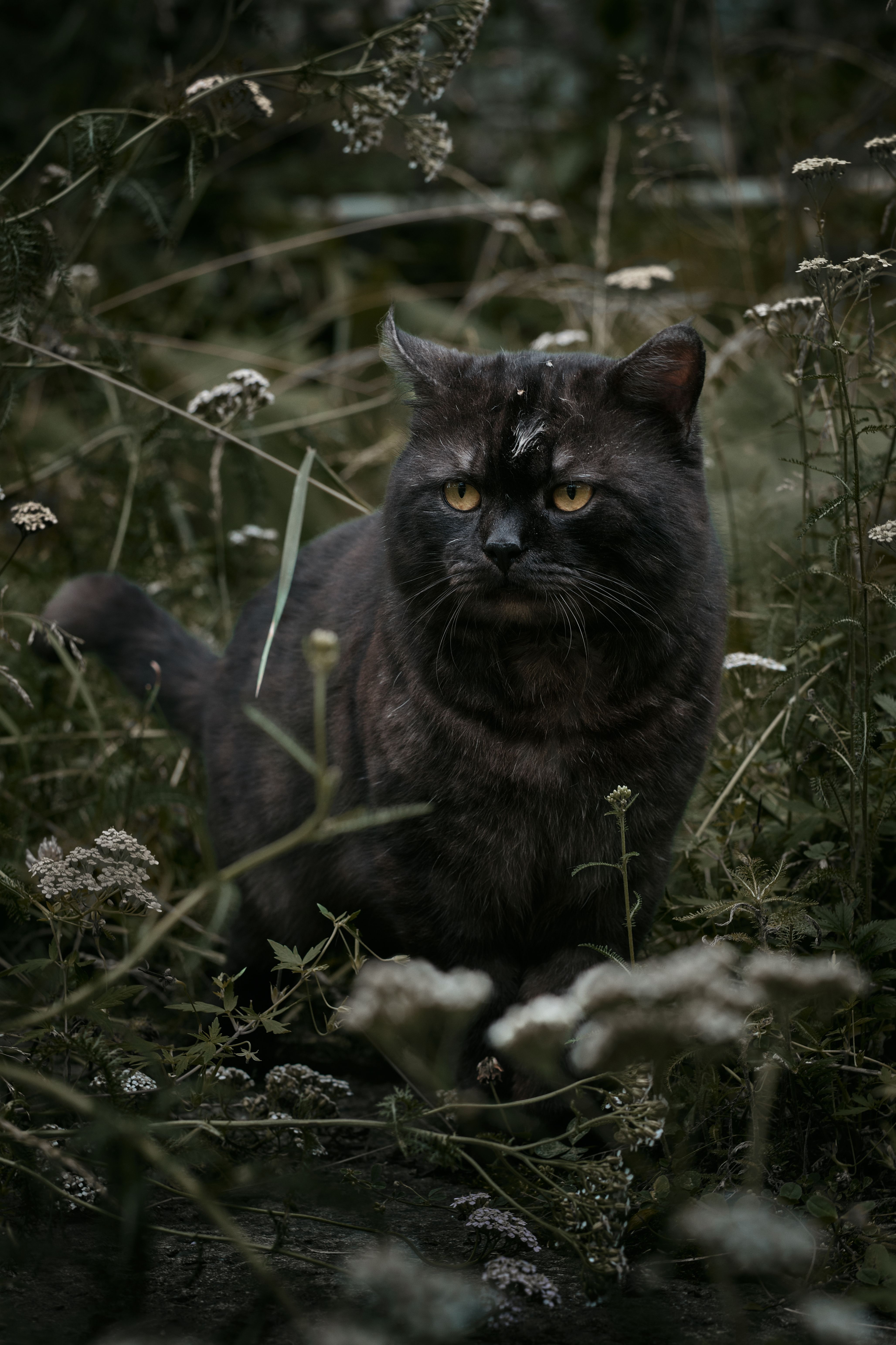 Majestic Black Cat in Wild Garden Setting · Free Stock Photo