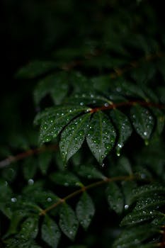 Dark, dewy leaves highlighted against a black background, capturing a serene night scene.