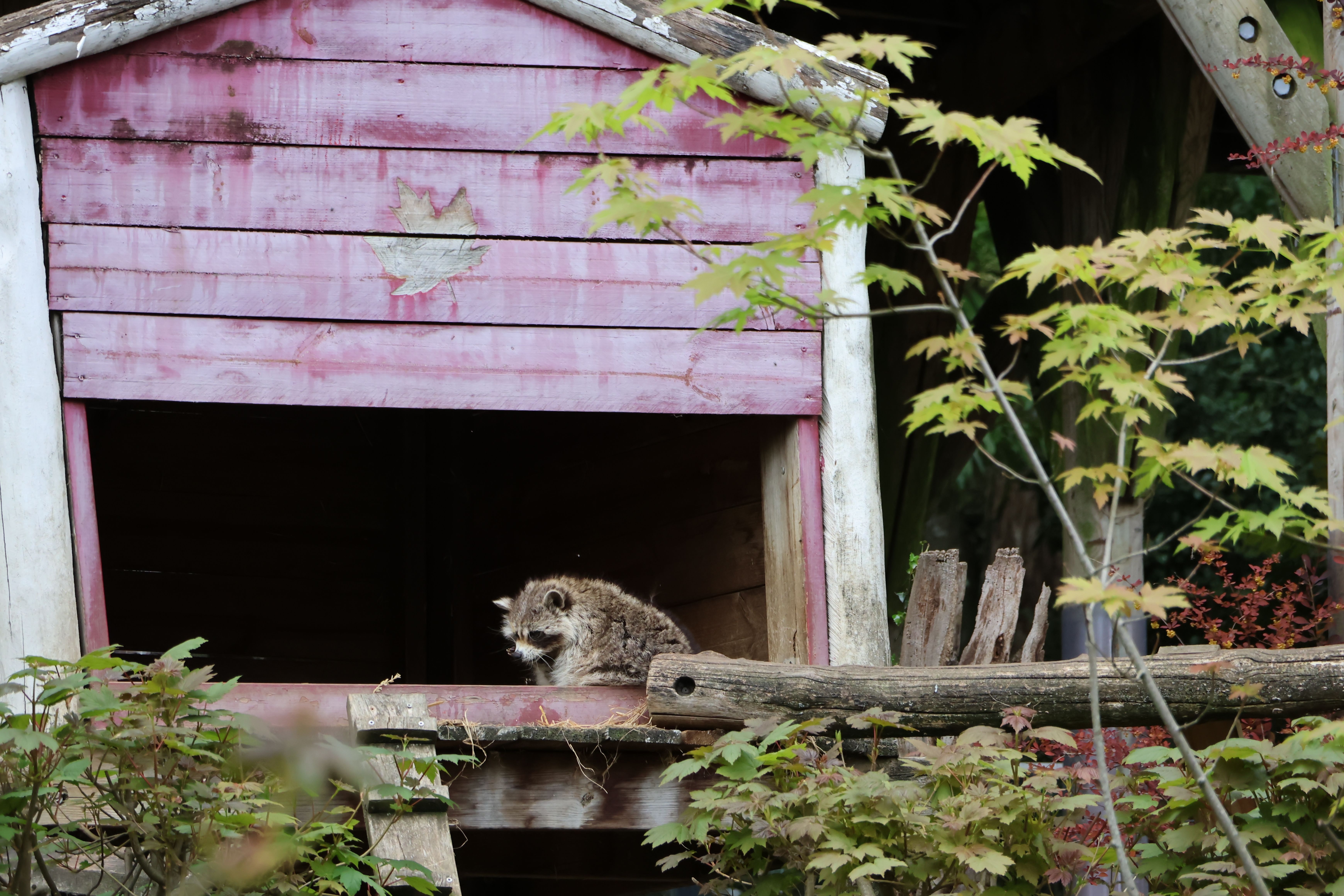 Raccoon in Rustic Wooden Hut with Autumn Leaves · Free Stock Photo