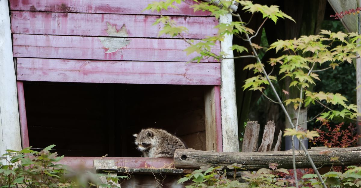 Rustic Raccoon Raccoon in Rustic Wooden Hut with Autumn Leaves · Free Stock Photo