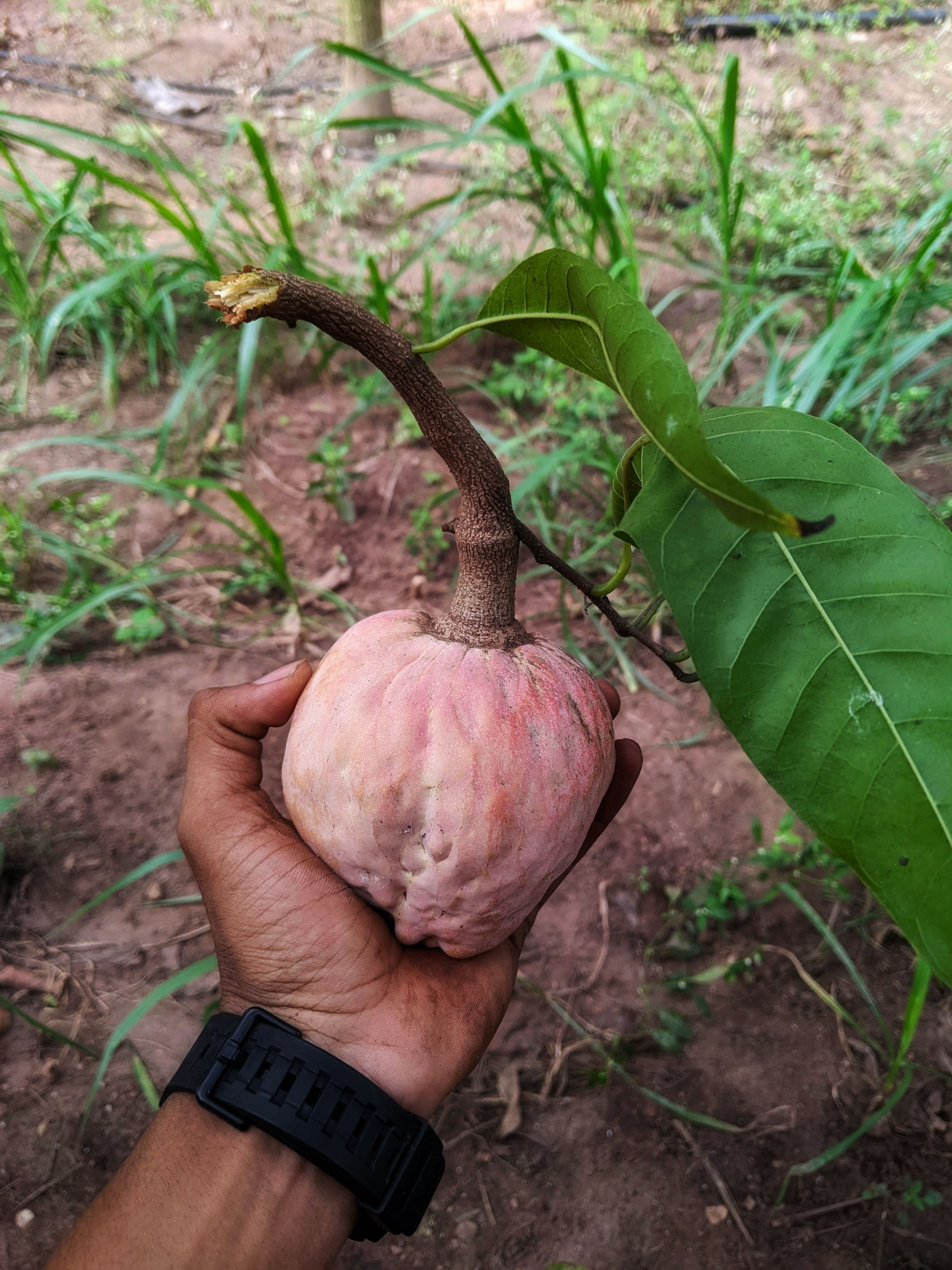 Hand holding a ripe custard apple in a garden · Free Stock Photo