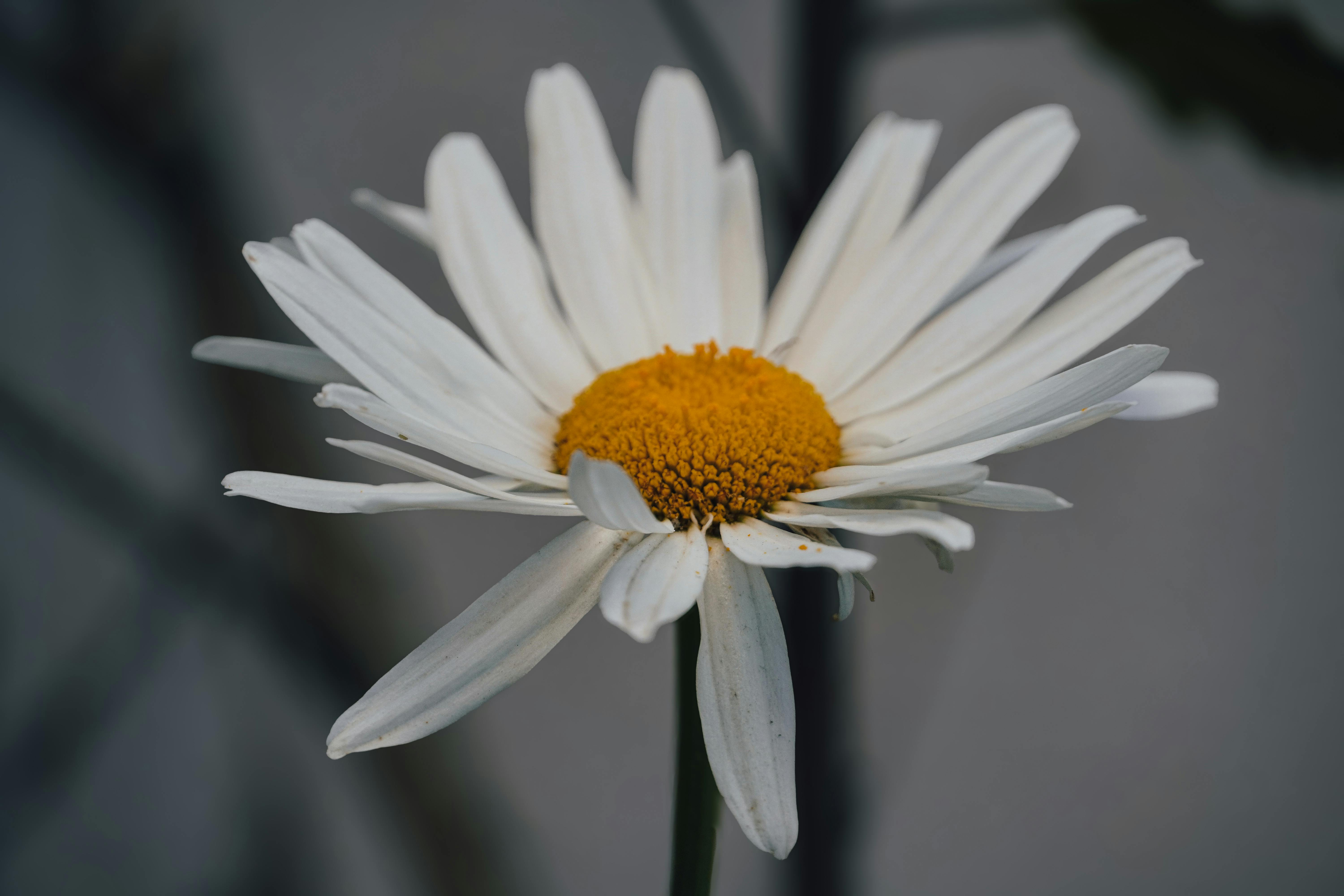 flower closeup photography