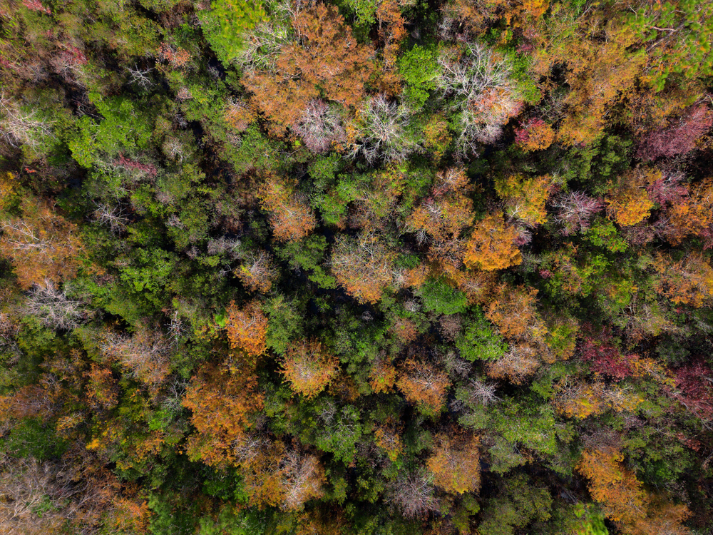 Aerial View of Vibrant Autumn Forest Canopy · Free Stock Photo