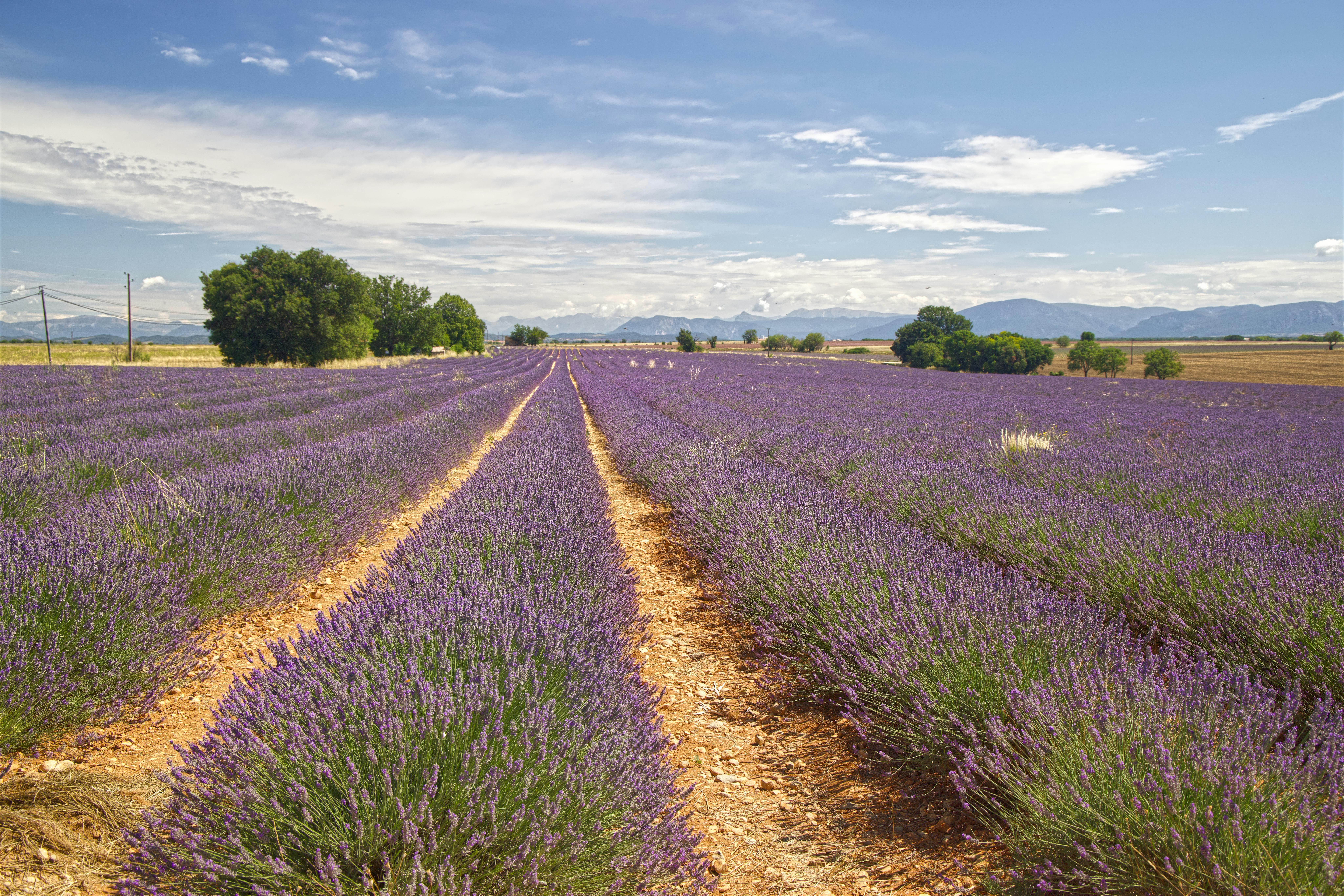 靜宜大學攜手澄逸香氛學院 推出國際調香師培訓課程
