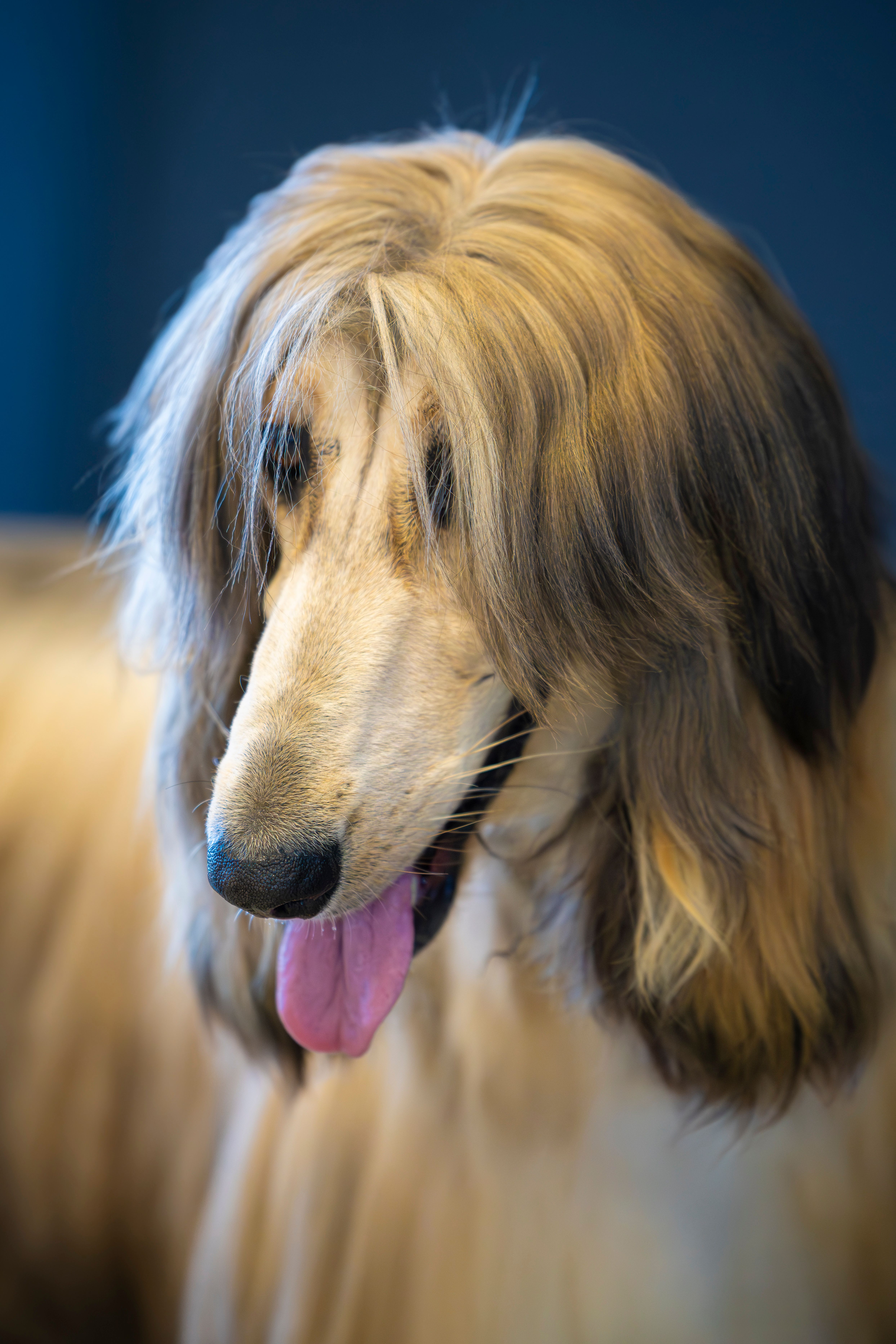 Close-up portrait of an Afghan Hound with long flowing fur and tongue out, showcasing elegance and beauty.