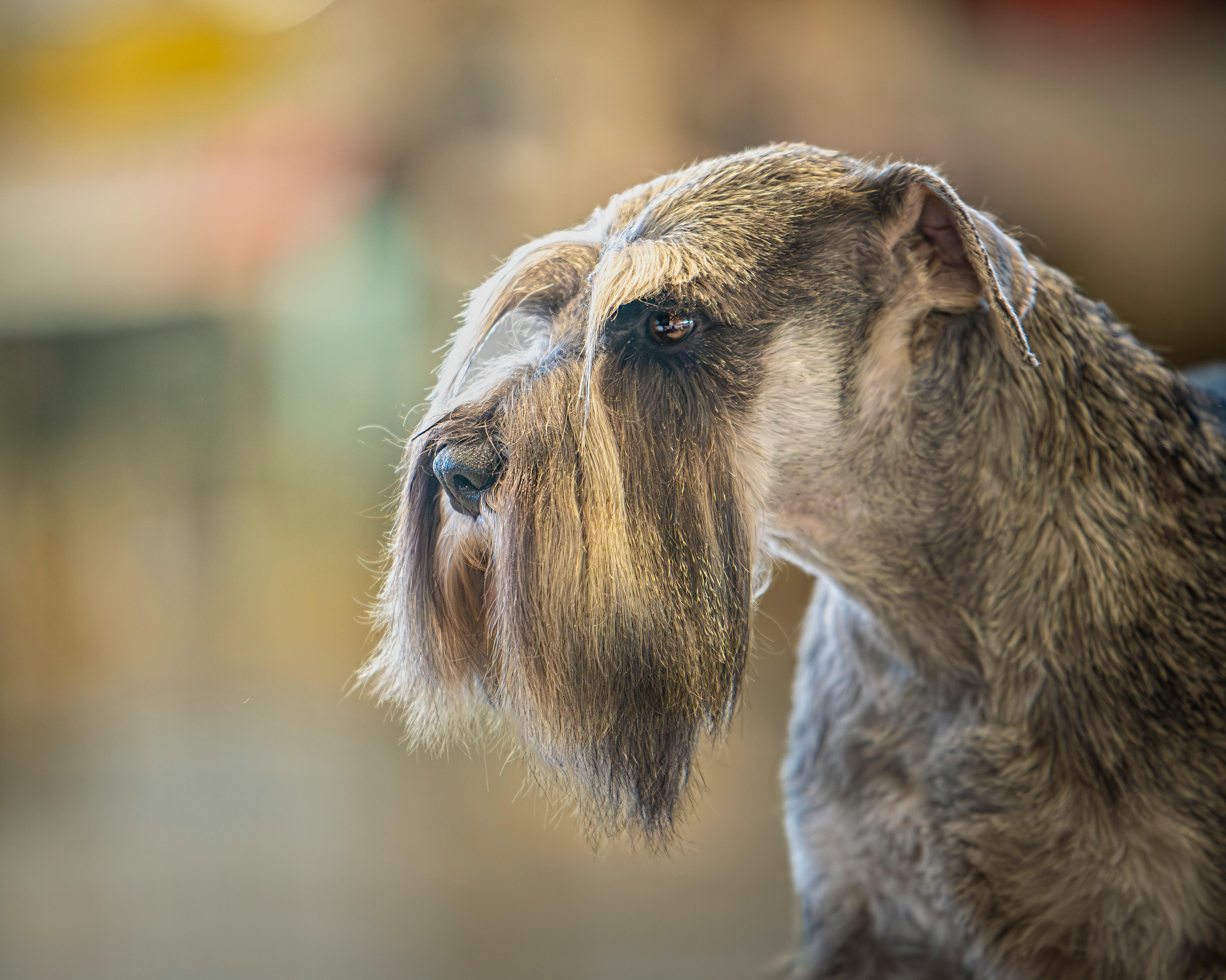 Pet grooming franchise Scenthound marks its spot in Chesterfield — Photo by Jesús Esteban San José on Pexels