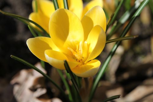 Free Close-up of a vibrant yellow crocus flower blooming amid green leaves in spring sunlight. Stock Photo