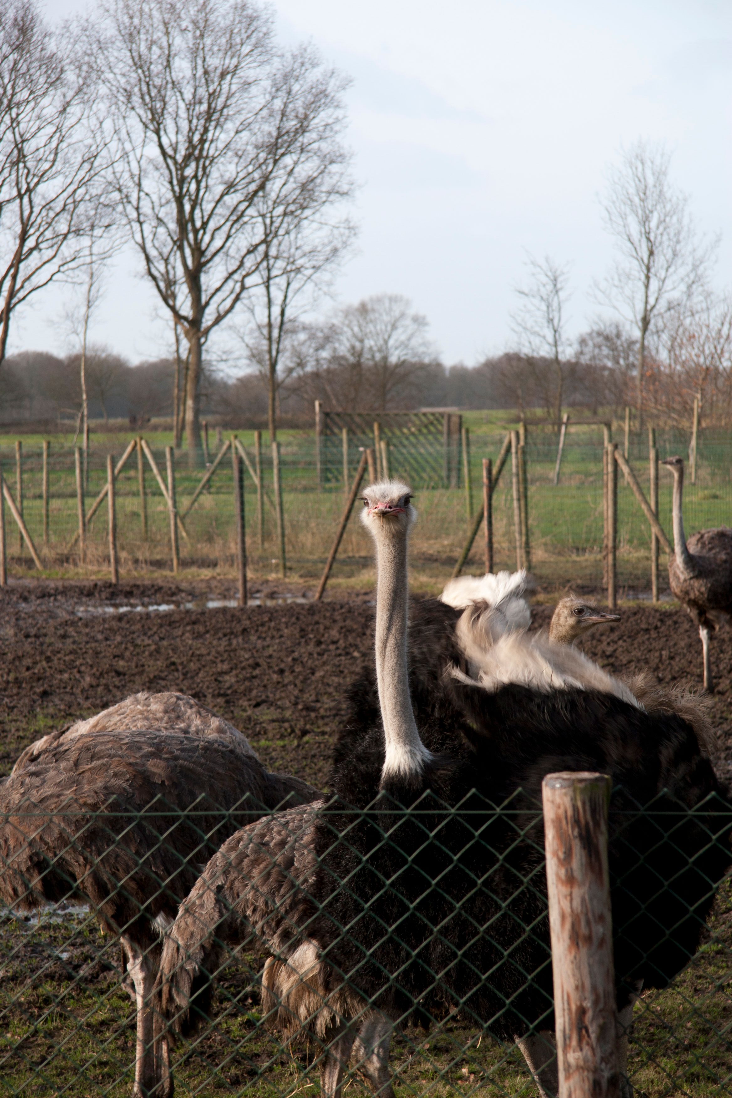 gratis Twee struisvogels in een omheinde ruimte op een bewolkte dag in een landelijke omgeving. Stockfoto