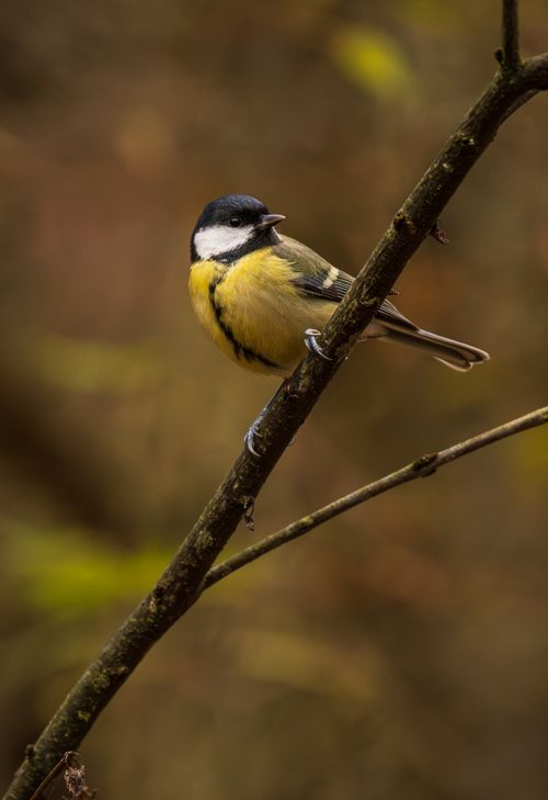 Free Close-up of a Great Tit on a tree branch with autumn foliage background. Stock Photo