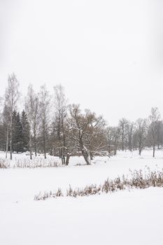 Tranquil snowy scene of trees and snow-covered land in Vyazynka, Minsk Region, Belarus.