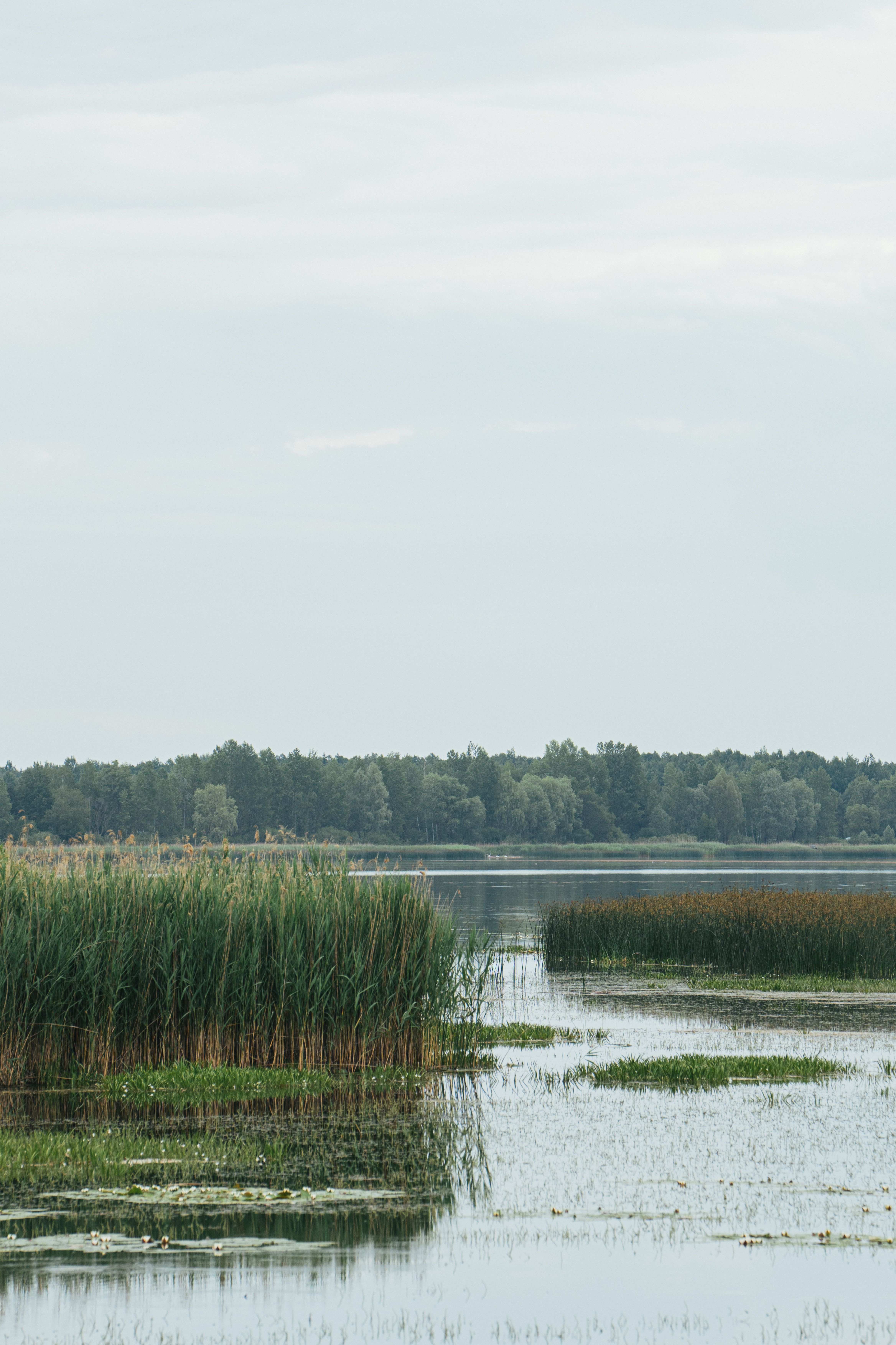 Peaceful lake scene with reeds and forest in Belarus. Ideal for nature lovers.