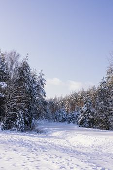 A serene winter landscape of a snow-covered forest in Belarus.