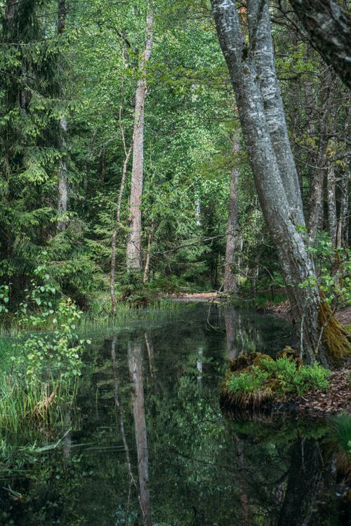 Free Tranquil stream reflecting lush trees in a peaceful Belarusian forest setting. Stock Photo