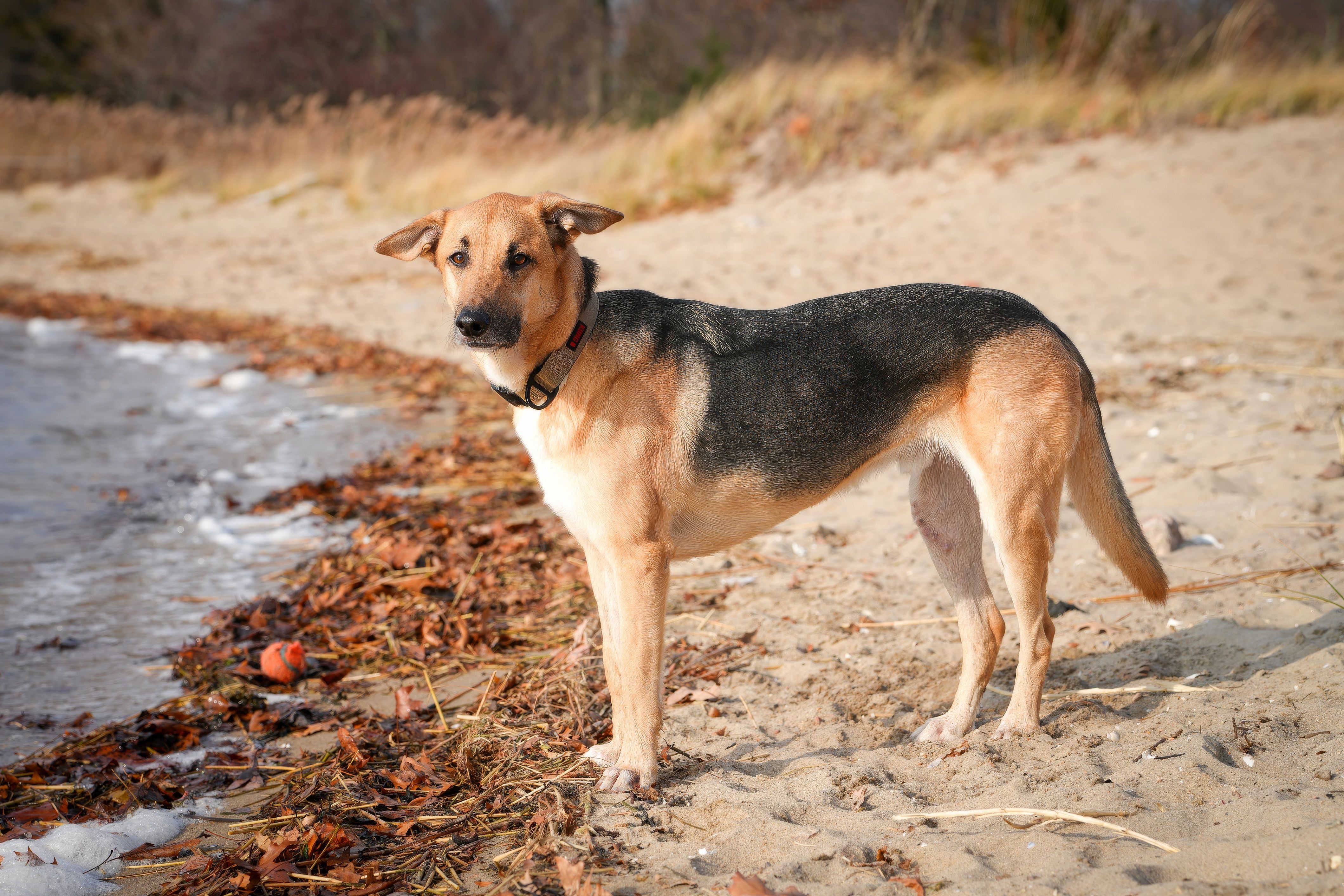 German Shepherd mix