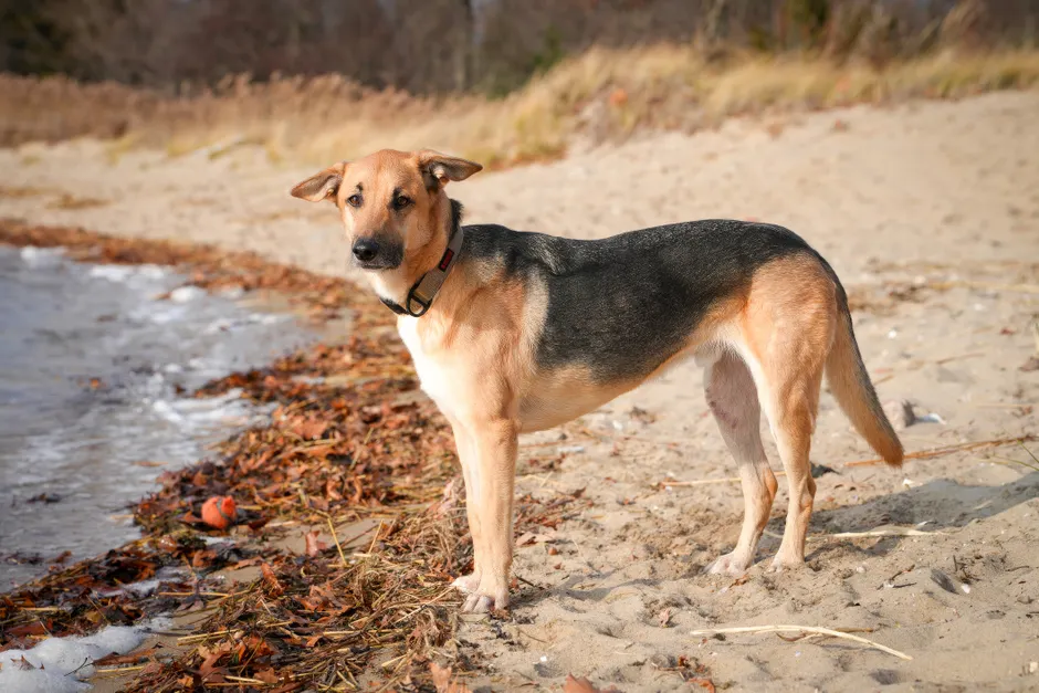 German Shepherd mix