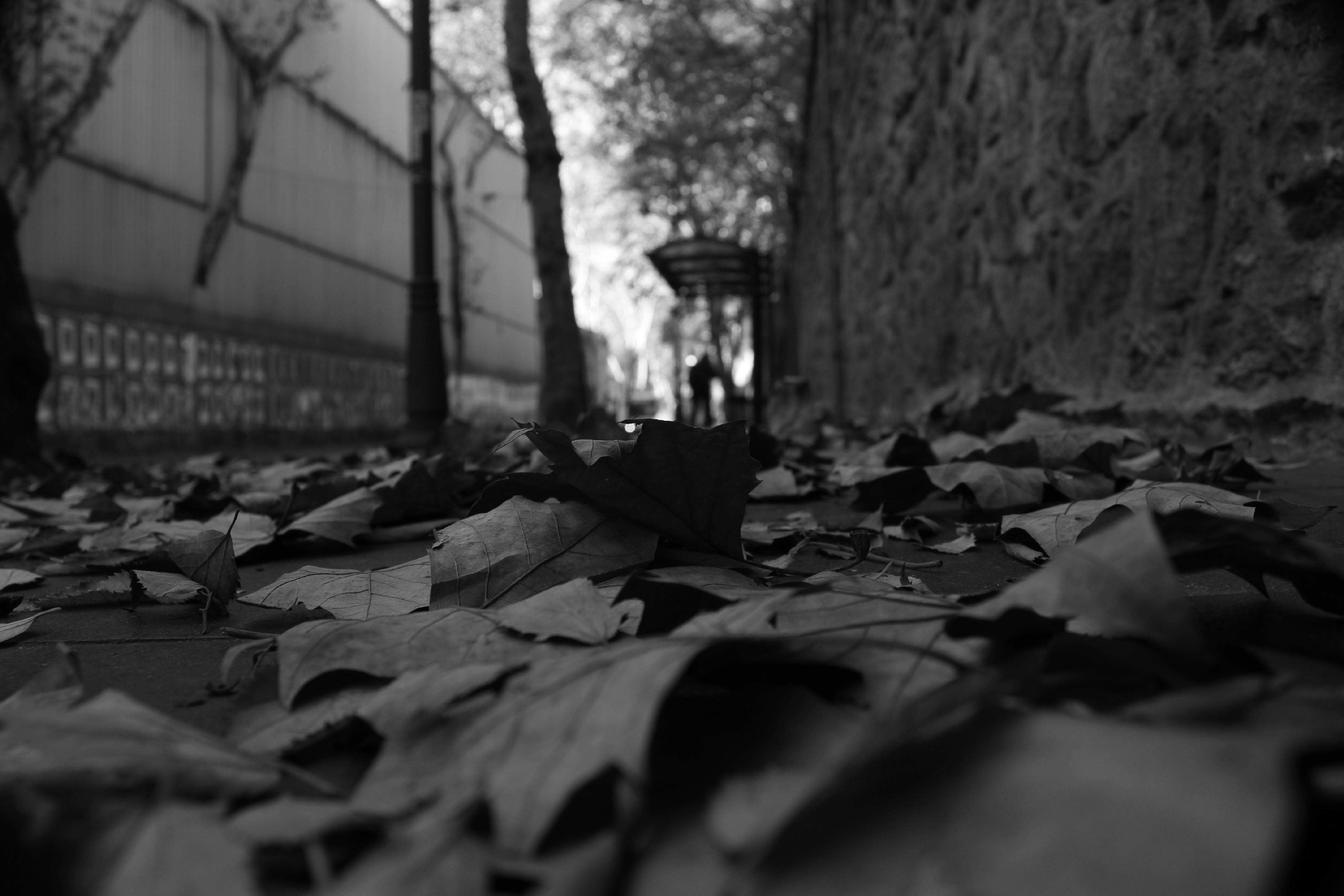 免费 一张黑白照片，展现了城市人行道上落叶纷飞的景象，营造出一种忧郁的秋日氛围。 素材图片