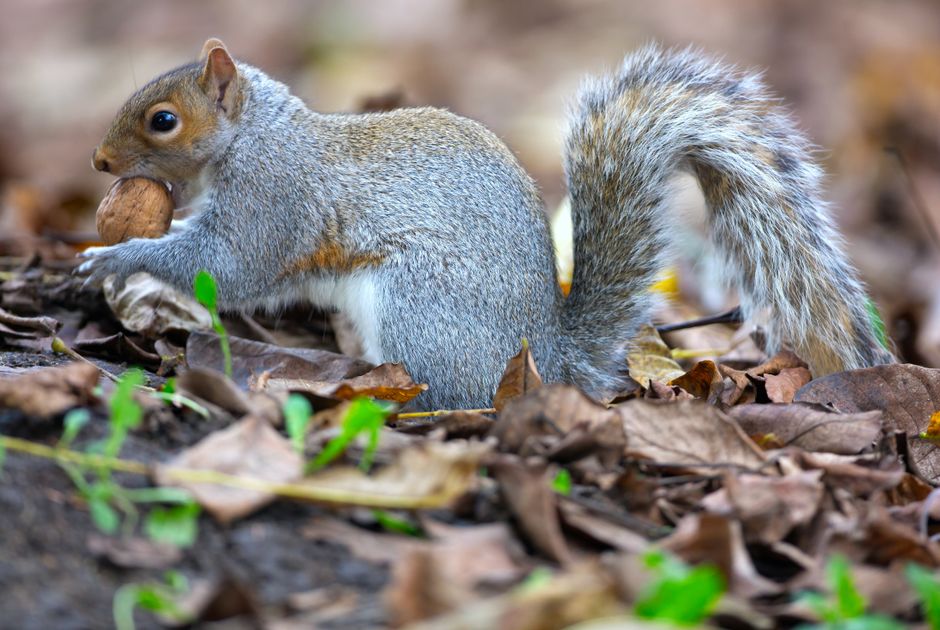 Grey squirrel holding a nut among fallen autumn leaves, with a focus on its bushy tail.
