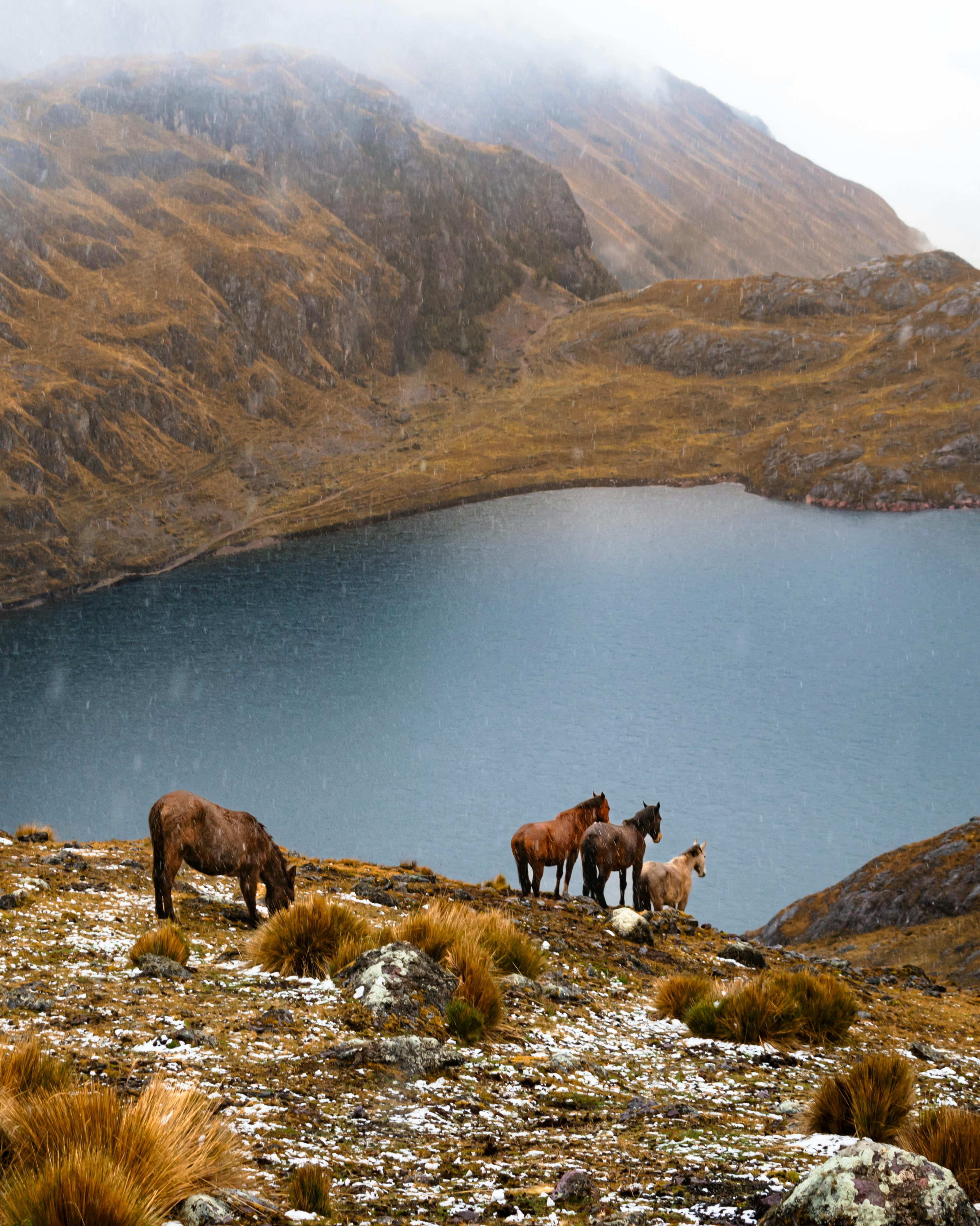 Serene landscape of wild horses grazing near a Cusco mountain lagoon in Peru's Andes.