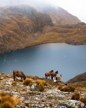 Serene landscape of wild horses grazing near a Cusco mountain lagoon in Peru's Andes.