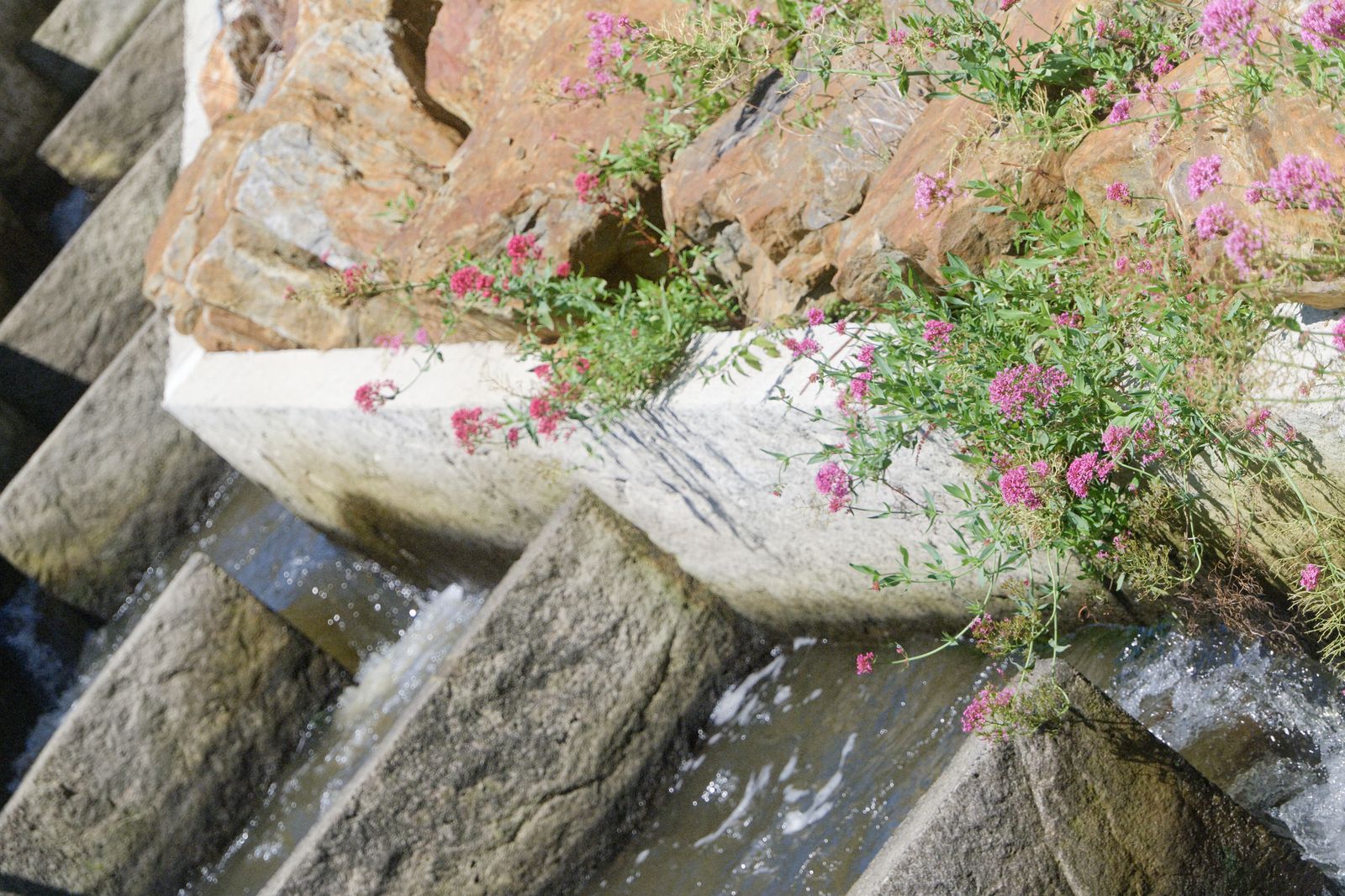 Pink valerian flowers above water rushing down stone steps of a weir
