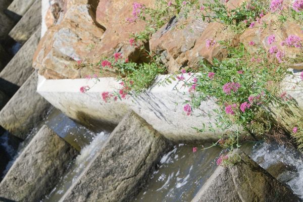 Valériane rose au-dessus de l'eau dévalant les marches en pierre d'un déversoir
