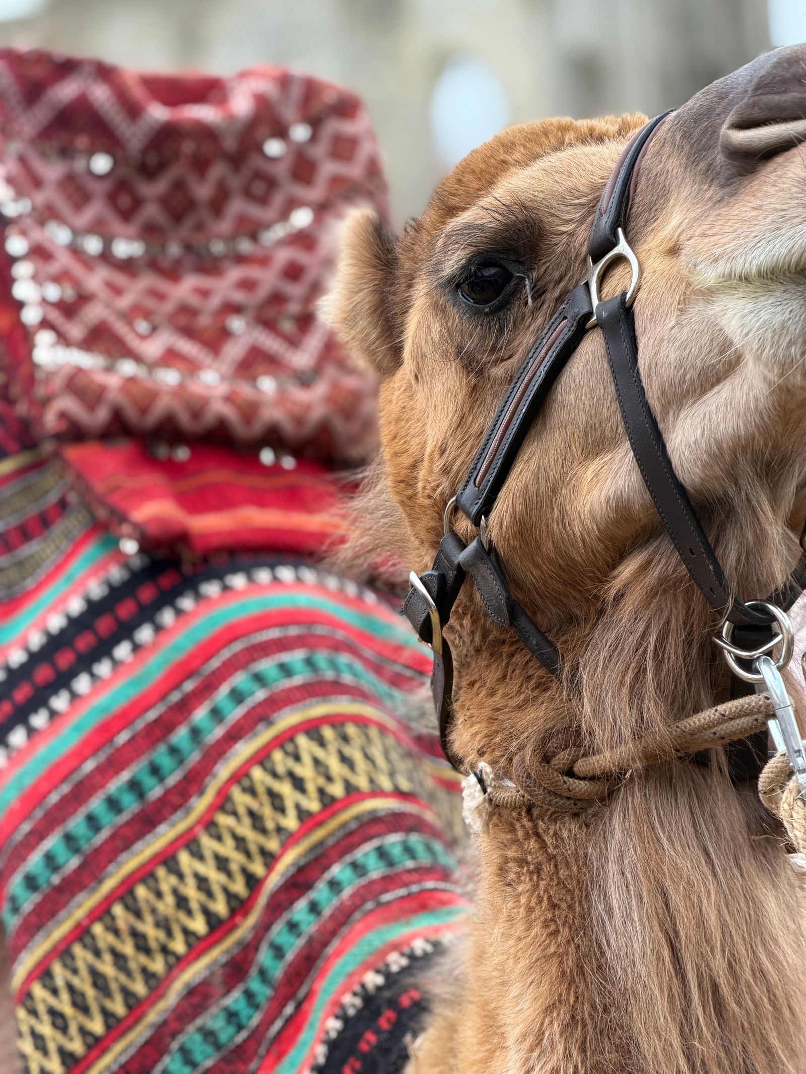 Close-up of a haltered camel's head beside a colorful woven blanket