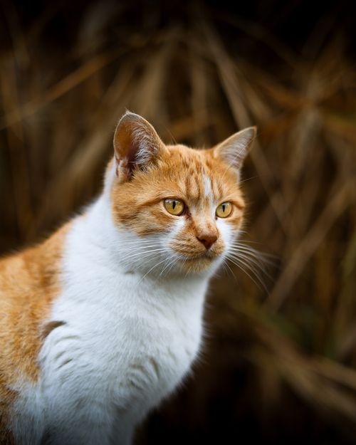 Free A ginger and white cat with striking eyes outside in natural surroundings, looking attentive. Stock Photo
