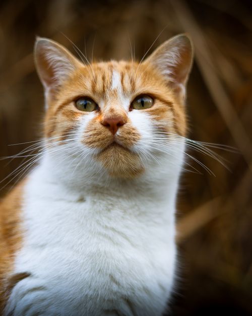 Free Portrait of a curious orange tabby cat with a blurred brown background. Stock Photo