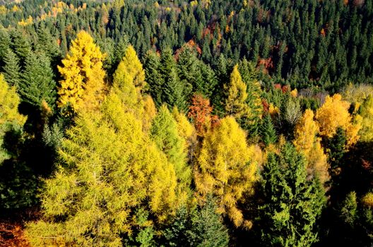 Lush forest with colorful autumn foliage from above, showcasing vibrant yellow and green trees.