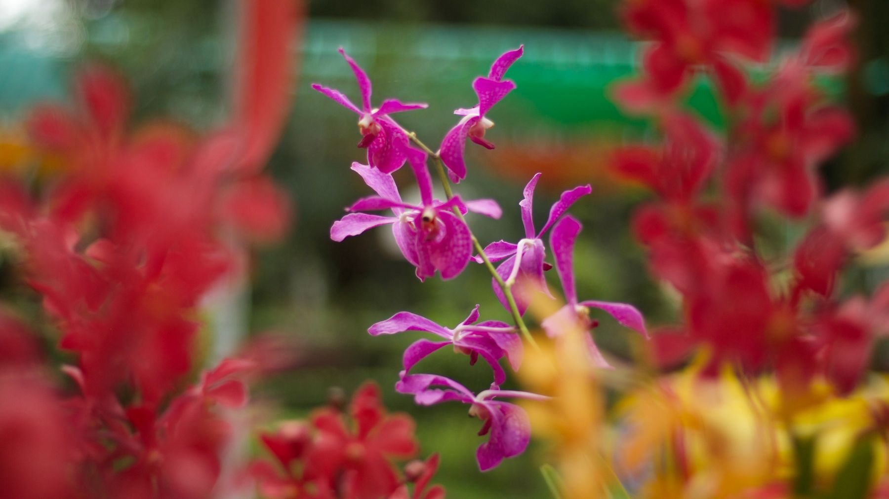 Colorful orchid flowers in vibrant bloom captured outdoors in a lush garden setting.