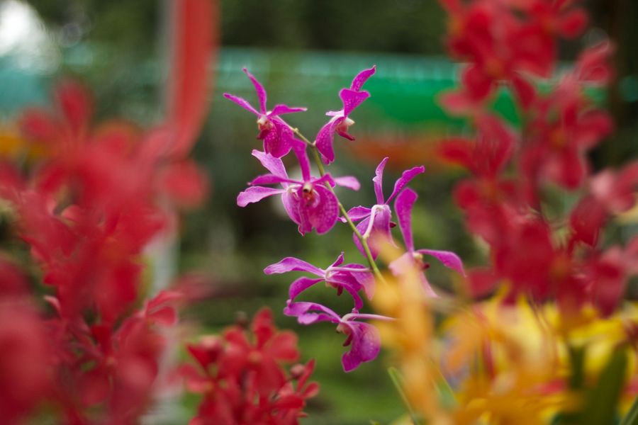 National Orchid and Cultural Park photo 2