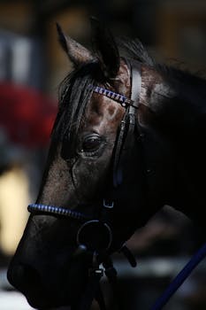 Dramatic close-up of a horse with bridle under shadows, illustrating tranquility and elegance.