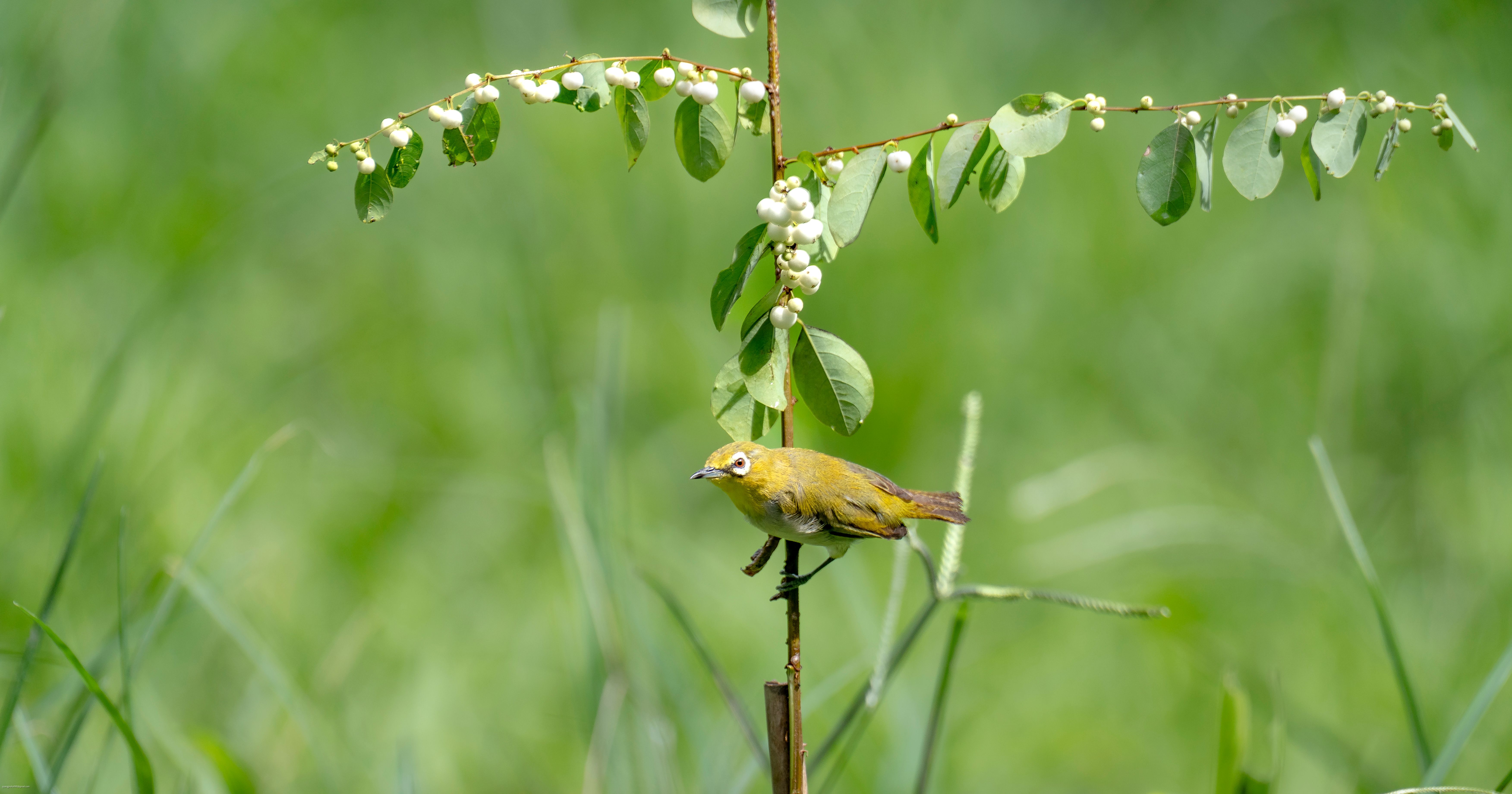 Yellow Bird Perched on Plant Branch Outdoor · Free Stock Photo