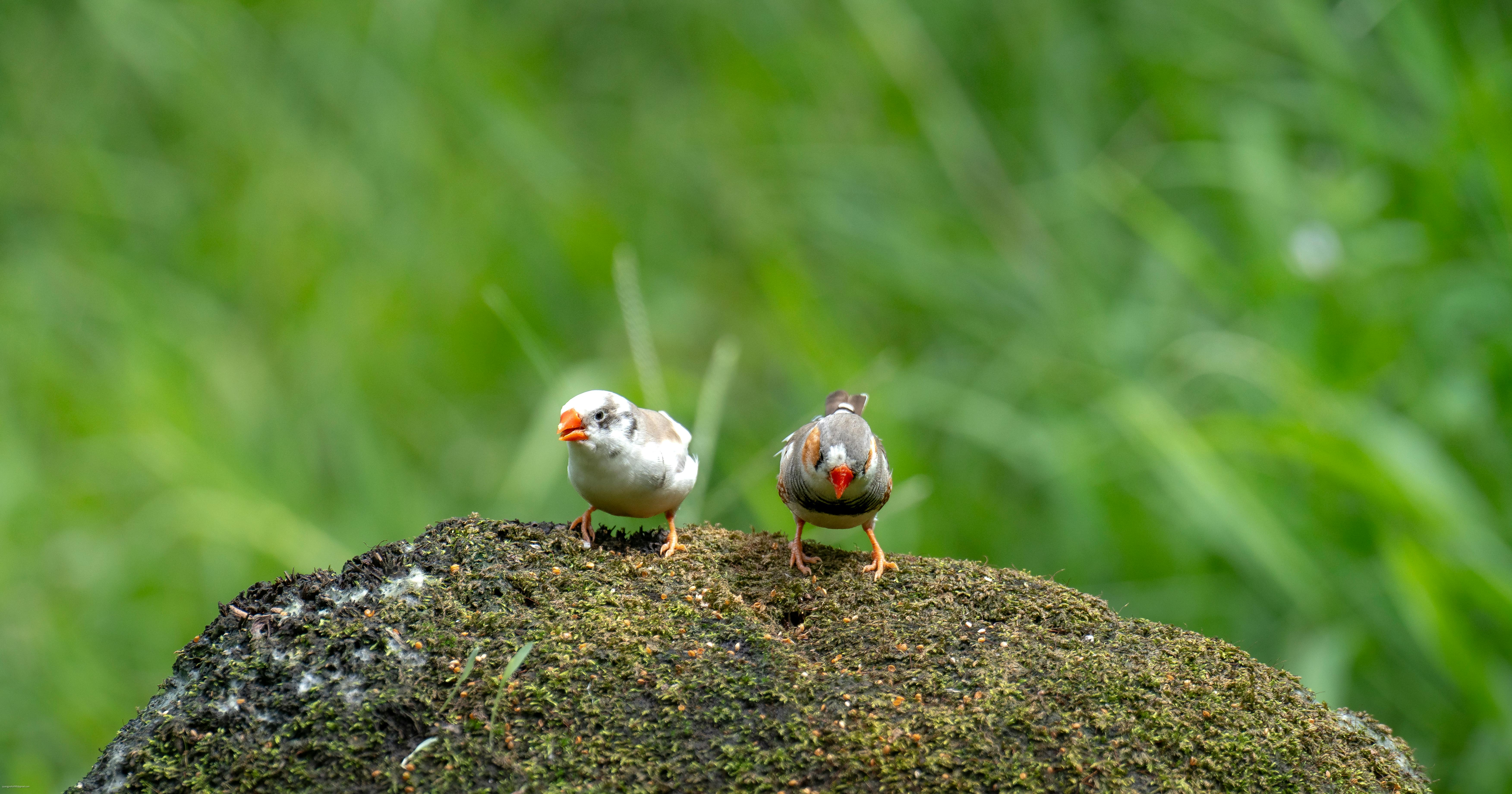 Australian Battery Subsidy Scheme Overhaul