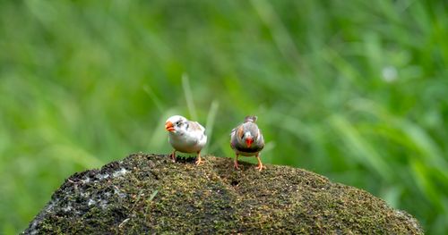 Free Zebra finches perched on a mossy rock, vibrant green background, outdoors. Stock Photo